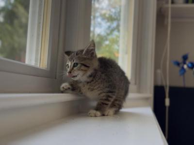 Kittens - Domestic - Gallery Photo #1