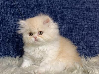 White & Cream Dilute - Persian - Gallery Photo #1