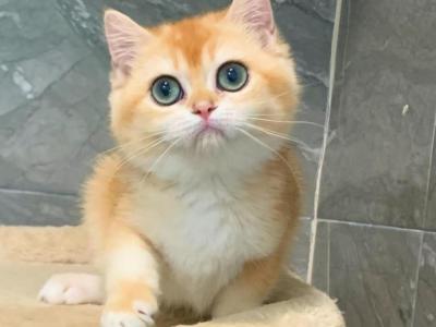 Pumpkin - British Shorthair - Gallery Photo #1