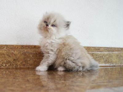 Persian Jewel 1 - Himalayan - Gallery Photo #1