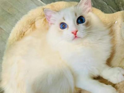Rose - Ragdoll - Gallery Photo #1