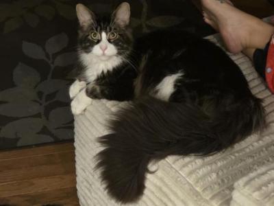 Myles - Maine Coon - Gallery Photo #1