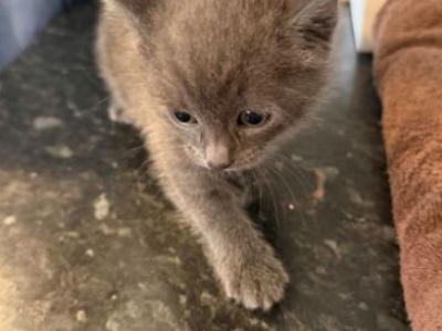 Kittens Russian Blues - Russian Blue - Gallery Photo #1