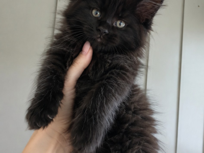 Black Smoke Litter - Maine Coon - Gallery Photo #1