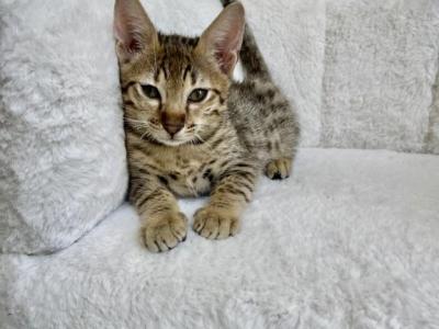 Baby - Savannah - Gallery Photo #1
