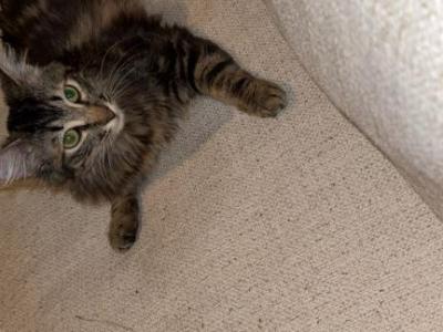 Paesia - Domestic - Gallery Photo #1