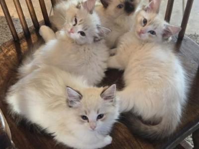 RAGDOLL KITTENS TICA REGISTERED - Ragdoll - Gallery Photo #1