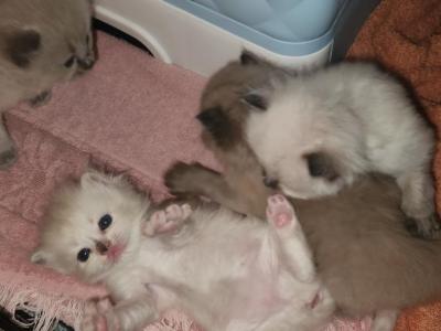 Spring Kittens - Ragdoll - Gallery Photo #1