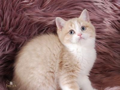 Buttons Lilac Golden Bi Color British Girl - British Shorthair - Gallery Photo #1