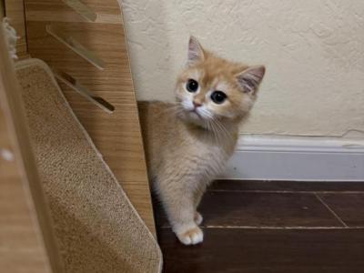Male British - British Shorthair - Gallery Photo #1