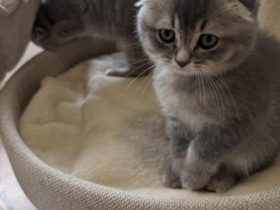 Carbon - Scottish Fold - Gallery Photo #1