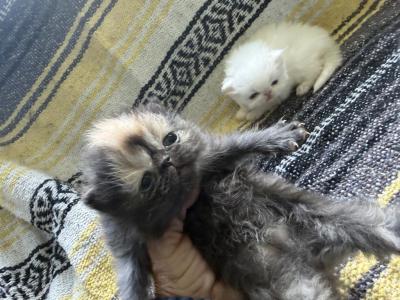 The Exotic Kittens - Exotic - Gallery Photo #1