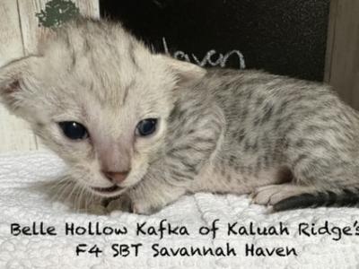 F4 SBT Savannah Haven - Savannah - Gallery Photo #1