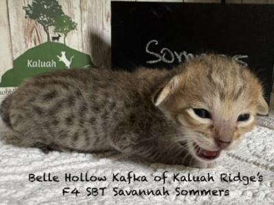 F4 SBT Savannah Sommers - Savannah - Gallery Photo #1
