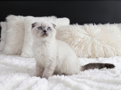 Rolex - Scottish Fold - Gallery Photo #1
