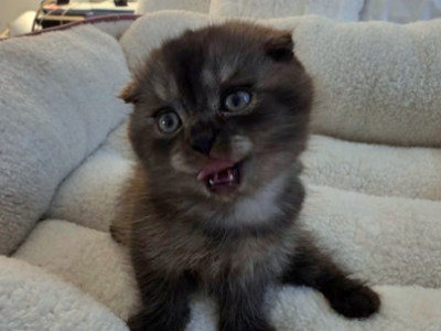 Pixie - Scottish Fold - Gallery Photo #1