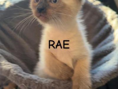 Easter Kittens - Siamese - Gallery Photo #1