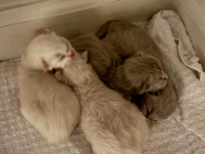 Ragdoll And Cherubim New Arrivals - Ragdoll - Gallery Photo #1