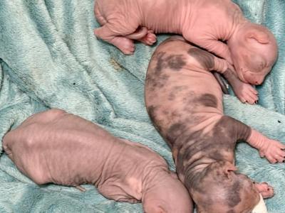 Juno Litter - Sphynx - Gallery Photo #1