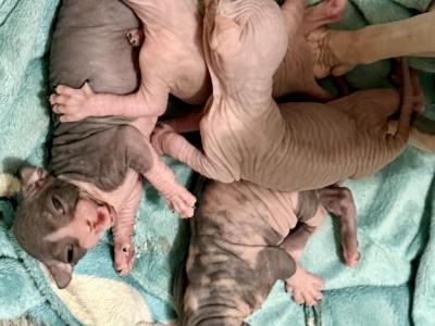 Juno Litter - Sphynx - Gallery Photo #1