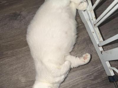 Duchess Litter - Munchkin - Gallery Photo #1