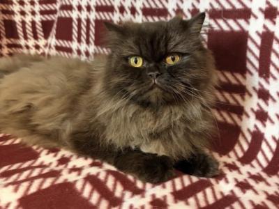 Jane - Persian - Gallery Photo #1