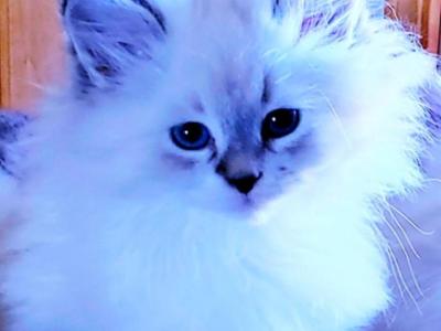 Prince Charles - Siberian - Gallery Photo #1