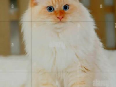Romeo - Siberian - Gallery Photo #1