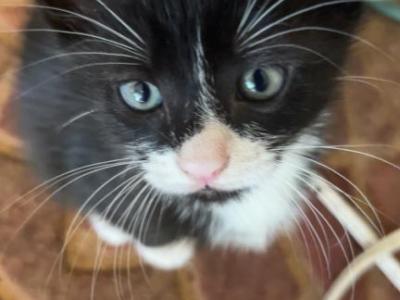 Boss Babies - Bengal - Gallery Photo #1