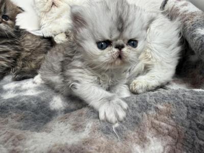 Theo - Persian - Gallery Photo #1