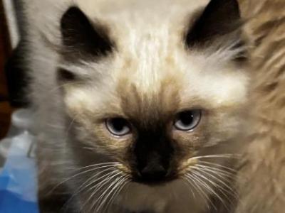 Ragdoll Lynx Tail - Ragdoll - Gallery Photo #1