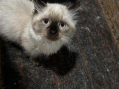 Ragdoll Longtail - Ragdoll - Gallery Photo #1