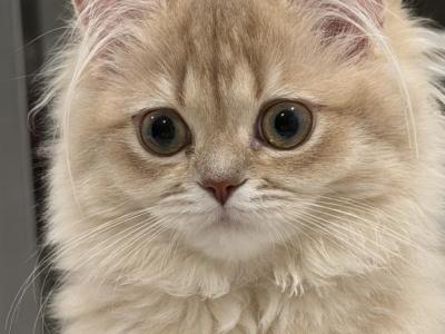Celesta  Lilac Golden - British Shorthair - Gallery Photo #1