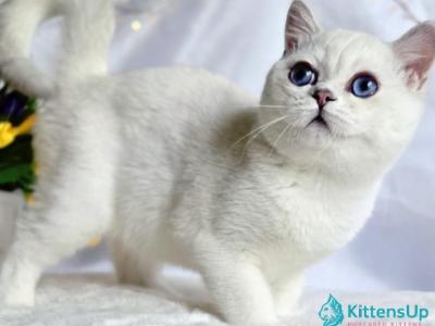 Arkanzas - British Shorthair - Gallery Photo #1