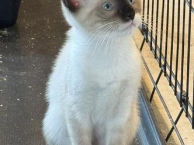 SNOWSHOE BANDIT MANX - Snowshoe - Gallery Photo #1
