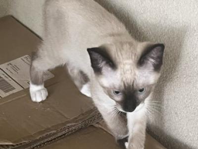 BANDIT SNOW MANX - Siamese - Gallery Photo #1