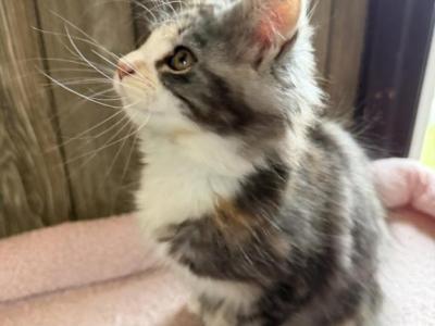 April - Maine Coon - Gallery Photo #1