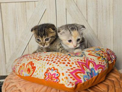 Bengal Scottish Fold - Bengal - Gallery Photo #1