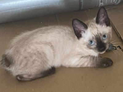 QUEENIE MANX - Manx - Gallery Photo #1