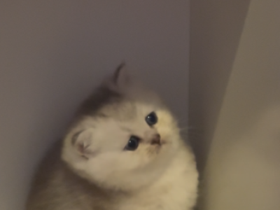 Scottish Folds And Scottish Straights - Scottish Fold - Gallery Photo #1