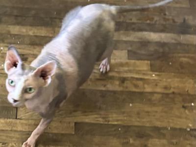 Patches - Sphynx - Gallery Photo #1