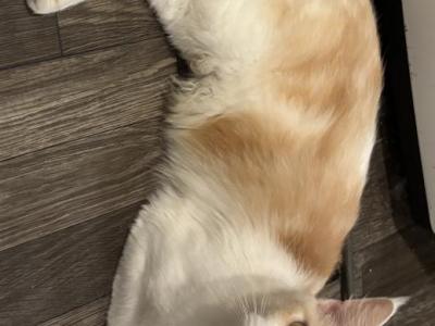 Minnow - Maine Coon - Gallery Photo #1
