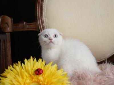 Bonnie - Scottish Fold - Gallery Photo #1