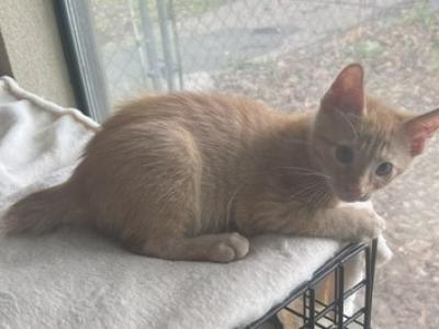 ORANGE MALE MANX - Manx - Gallery Photo #1