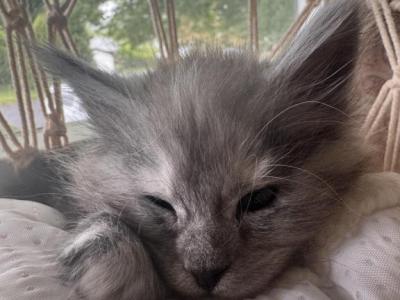 Maple - Maine Coon - Gallery Photo #1