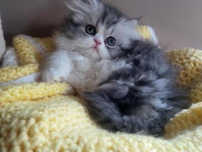 Black And White Female Persian - Persian - Gallery Photo #1