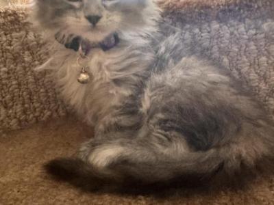 Aspen Polydactyl - Maine Coon - Gallery Photo #1
