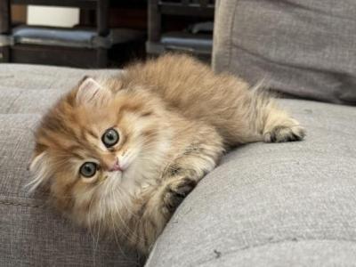 Golden Longhair Scottish Fold - Scottish Fold - Gallery Photo #1