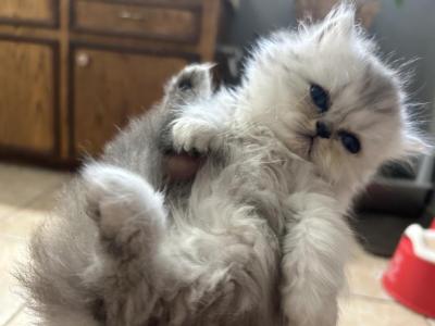 Persian Kittens - Persian - Gallery Photo #1