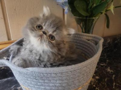 Blue And White Female Persian - Persian - Gallery Photo #1